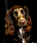 DOG SHOOTS 5TH JULY 6