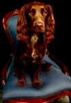 DOG SHOOTS 5TH JULY 5