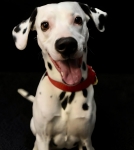 ERROL DOGSHOOT 1