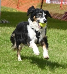 DOG SHOW 4
