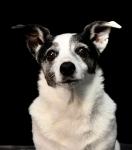 ERROL DOG SHOOT PHOTOS 2