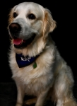 ERROL DOG SHOOT PHOTOS 3
