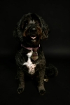 BONNIE 2