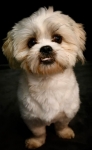 DOG SHOOTS 5TH JULY 7