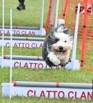 DOG SHOW 3