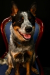 ERROL DOG SHOOT PHOTOS 6