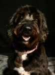 BONNIE 1
