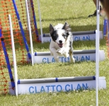 DOG SHOW 1