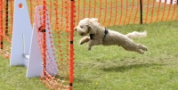 DOG SHOW 2
