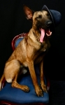 ERROL DOG SHOOT PHOTOS 1