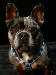 ERROL DOG SHOOT PHOTOS 4