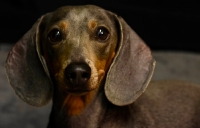 DOG SHOOTS 5TH JULY 3