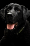 ARCHIE 1 B