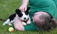 DOG SHOW 5