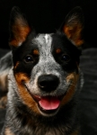 ERROL DOG SHOOT PHOTOS 5